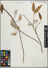 Foto von Salix pentandra L.